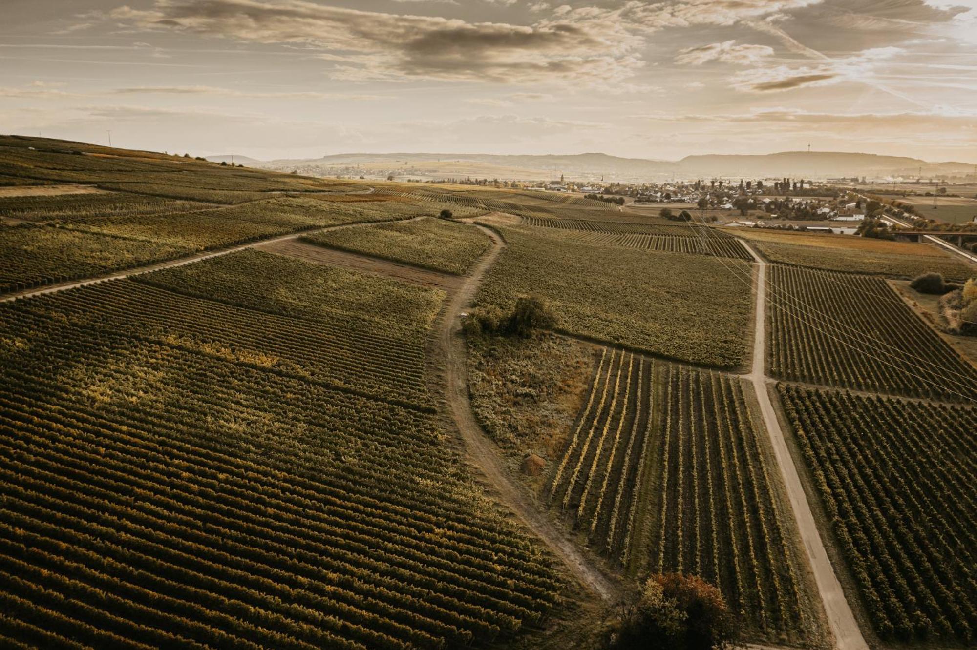 Weingut U. Gaestehaus Vogt-Fehlinger Biebelsheim Buitenkant foto
